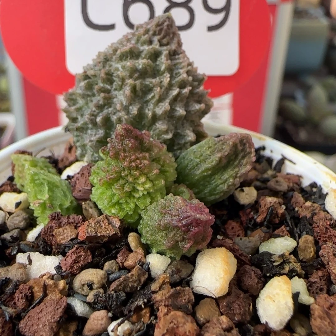 朱紫玉。   689。