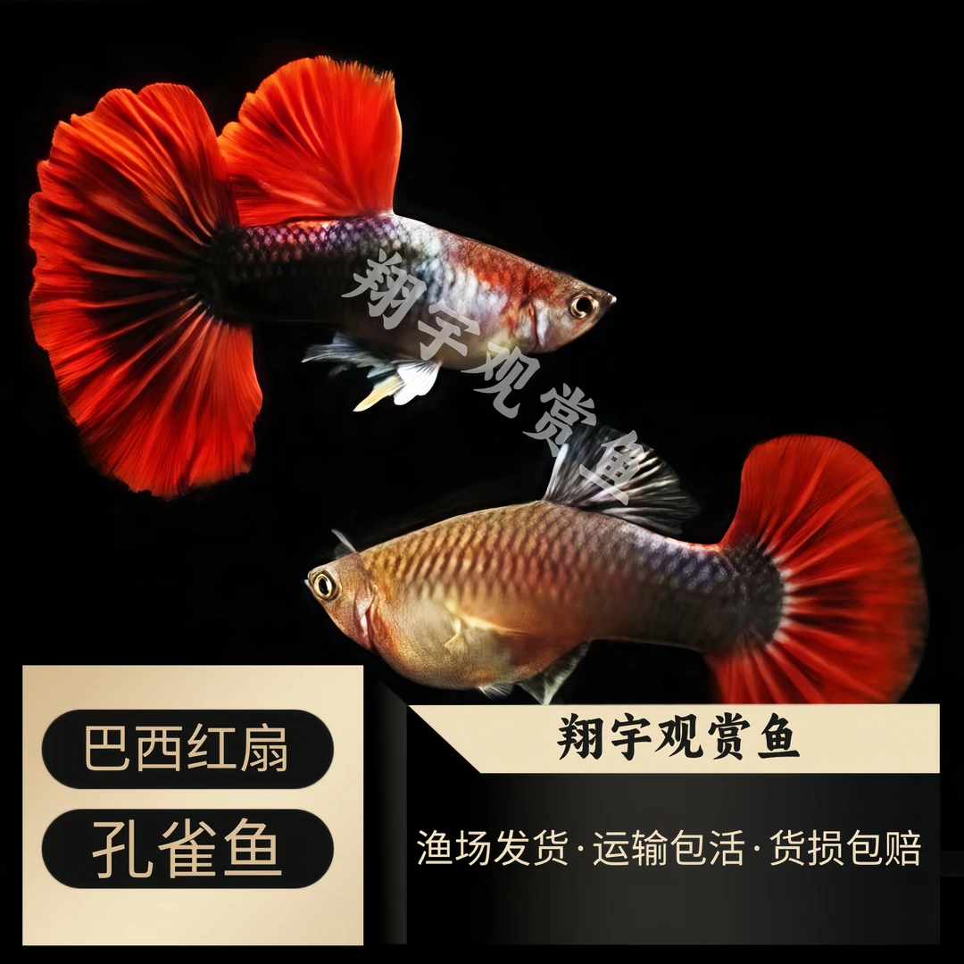 『巴西红扇』孔雀鱼淡水易繁殖凤尾耐活活体好养纯种胎生小型热带鱼
