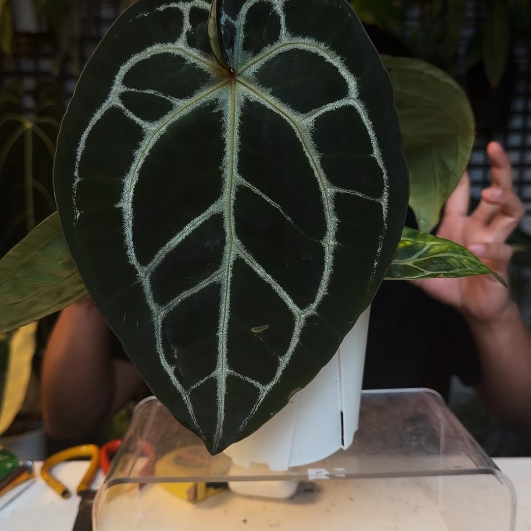 完全开放B59卡拉杂红铜