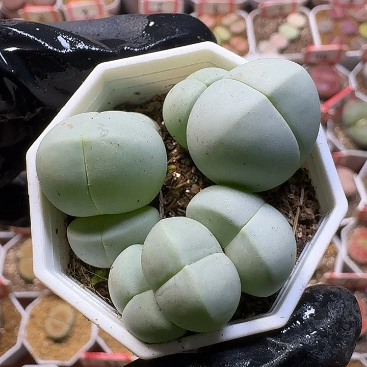 生石花11112。  113