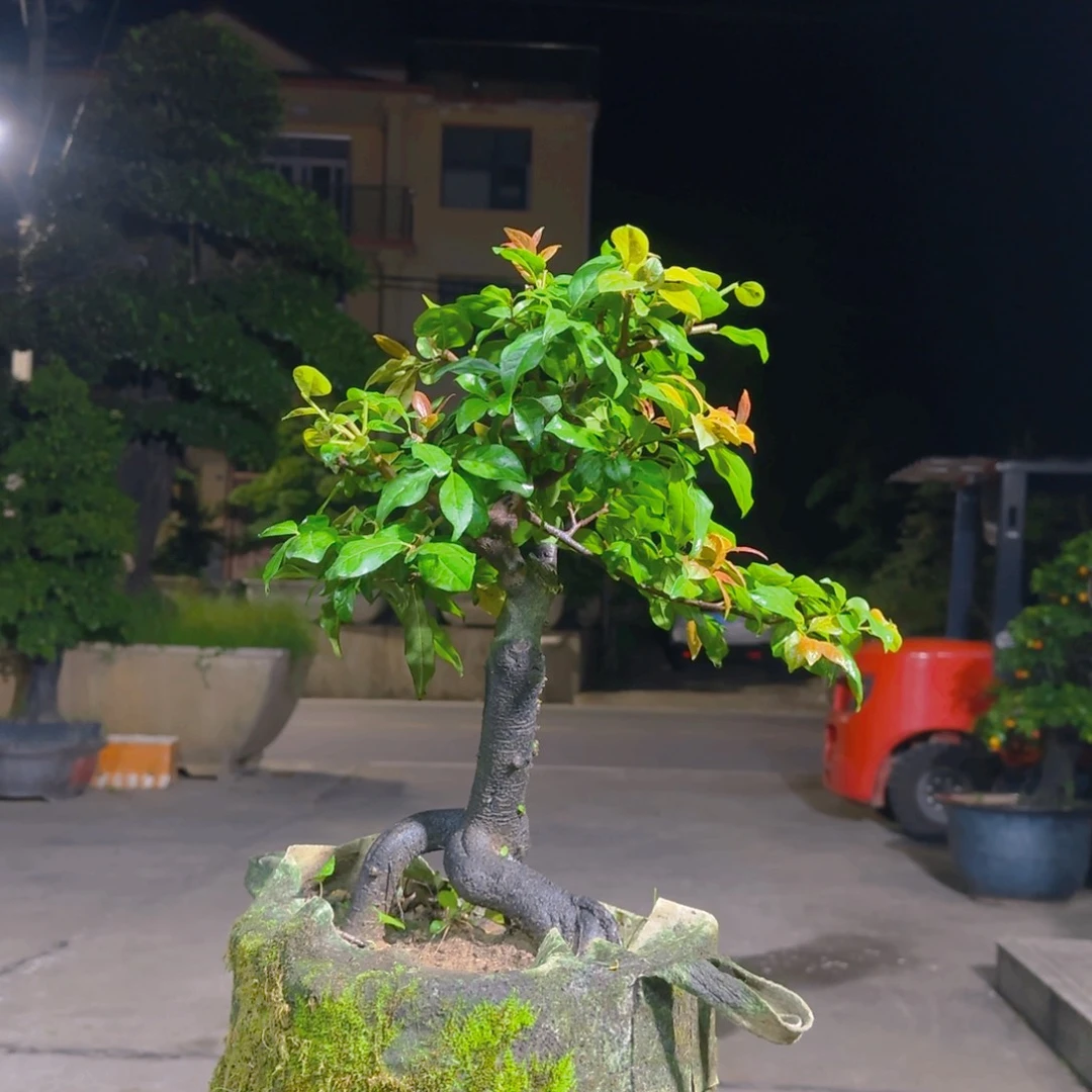 无花朵金蛋子老桩盆景1