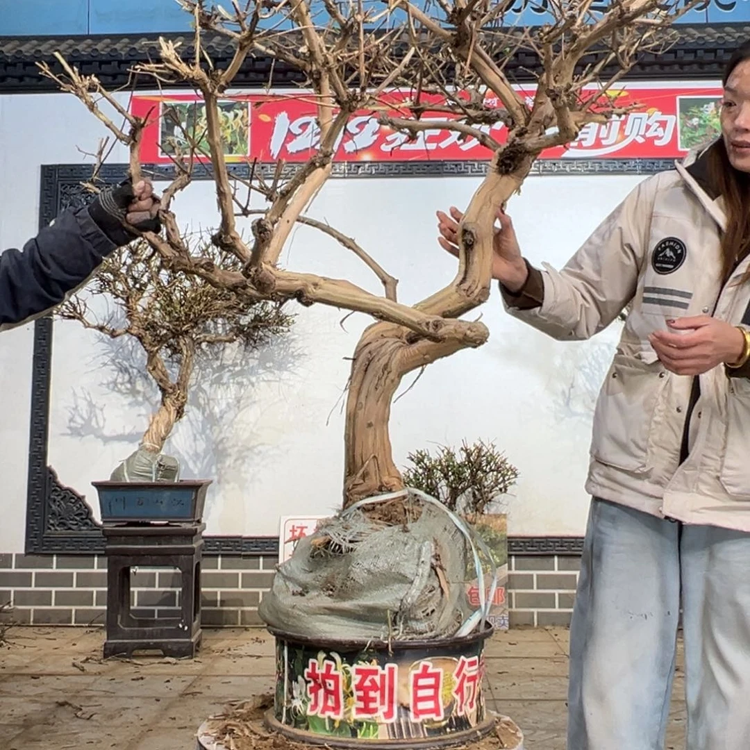 无花朵金银花588888888888