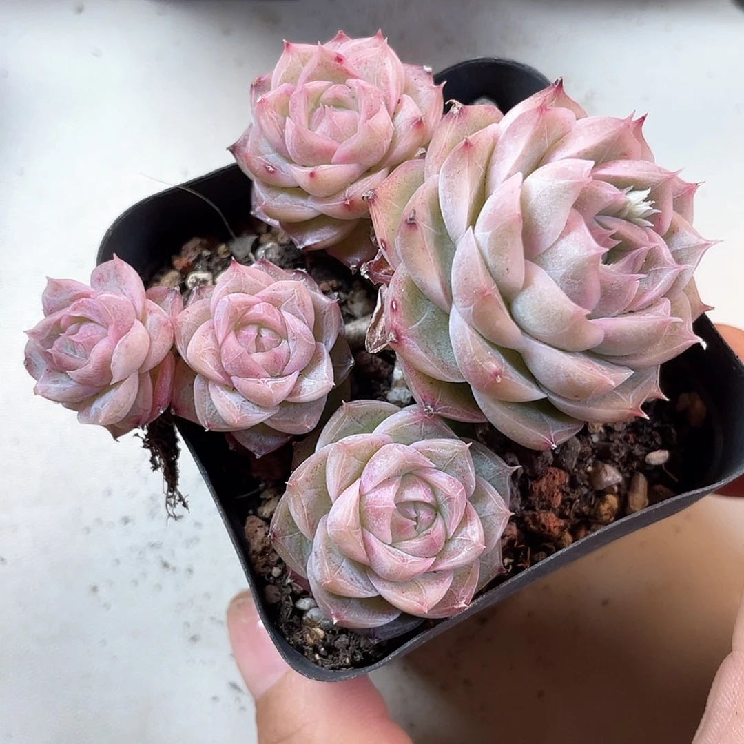 优选女王飘枝724