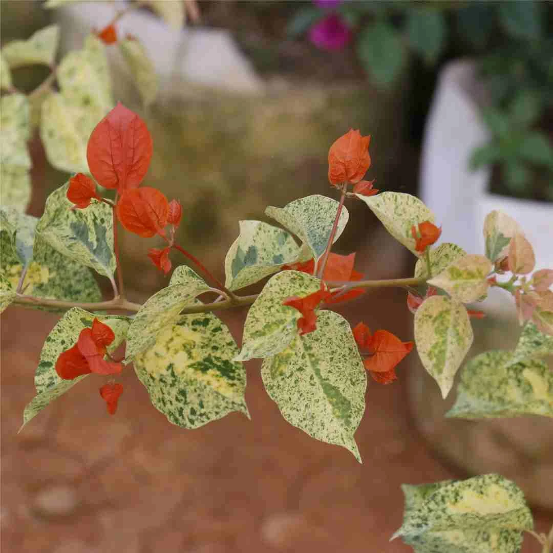 钻石橙原生盆苗超新品种三角梅