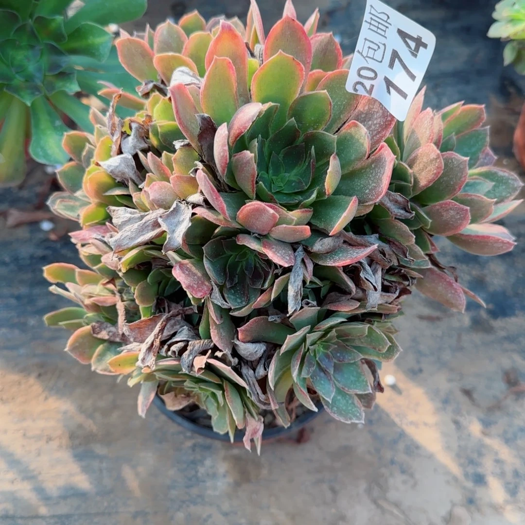 蛇女174满20包邮断枝不包