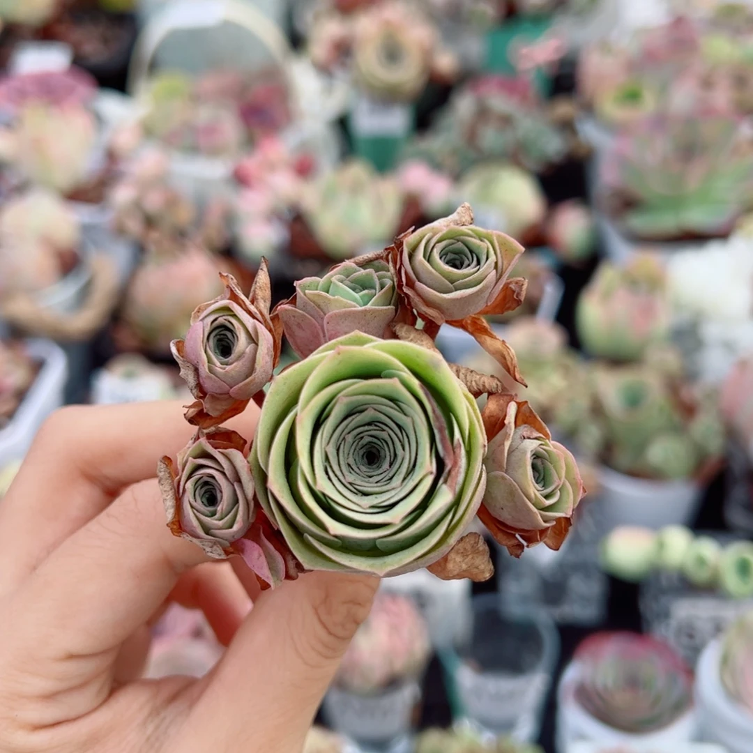 243落樱飘枝群福利。