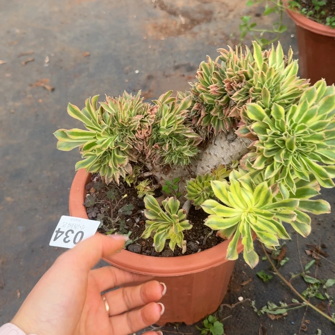 34夕颜缀化多肉植物满28包邮