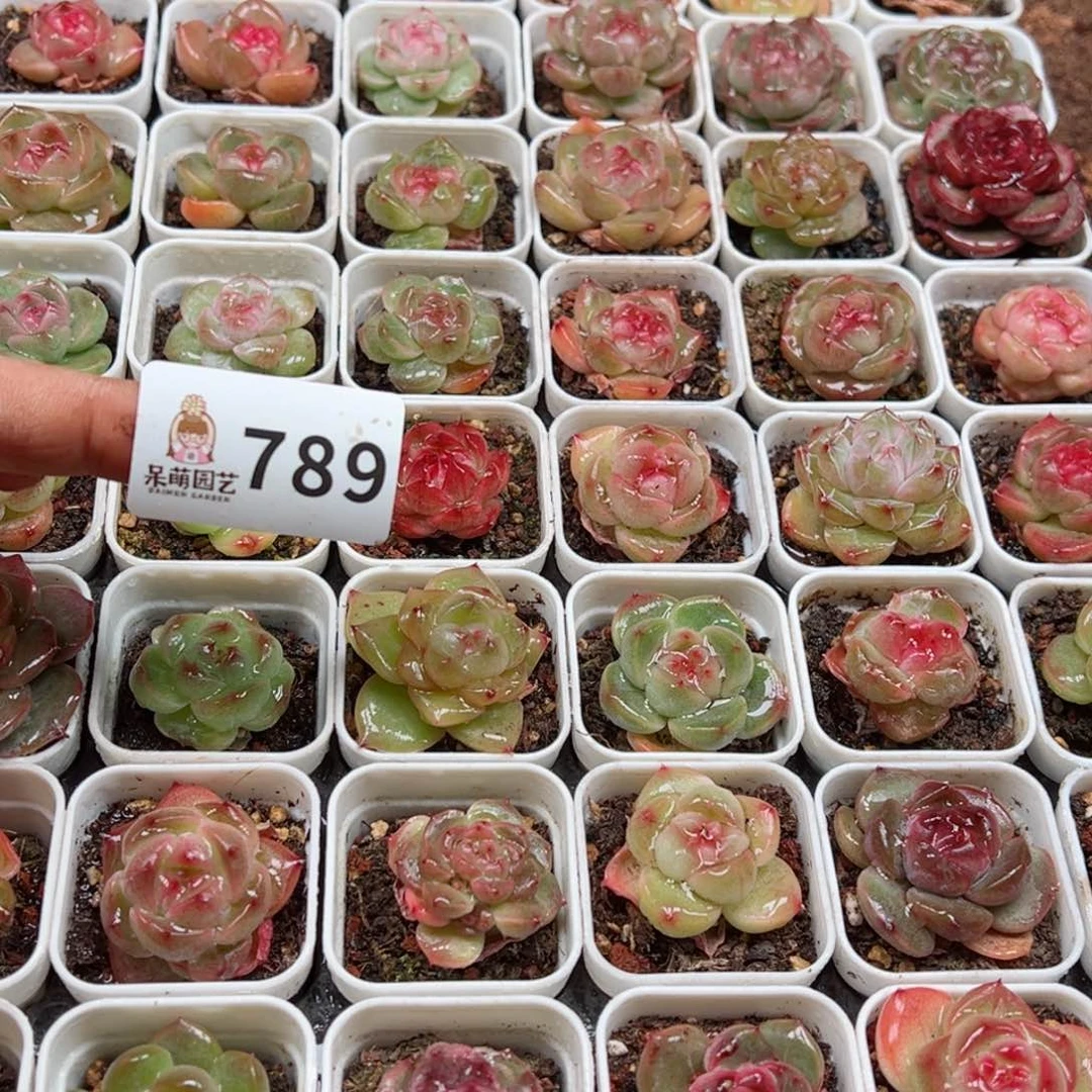 玲*多肉植物多肉植物