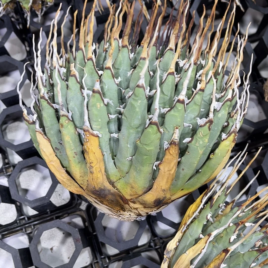 人***…曲刺妖炎断刺低价