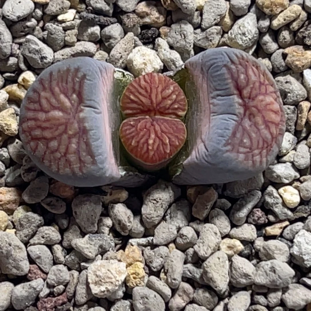 7762莲花浮雕纹菊