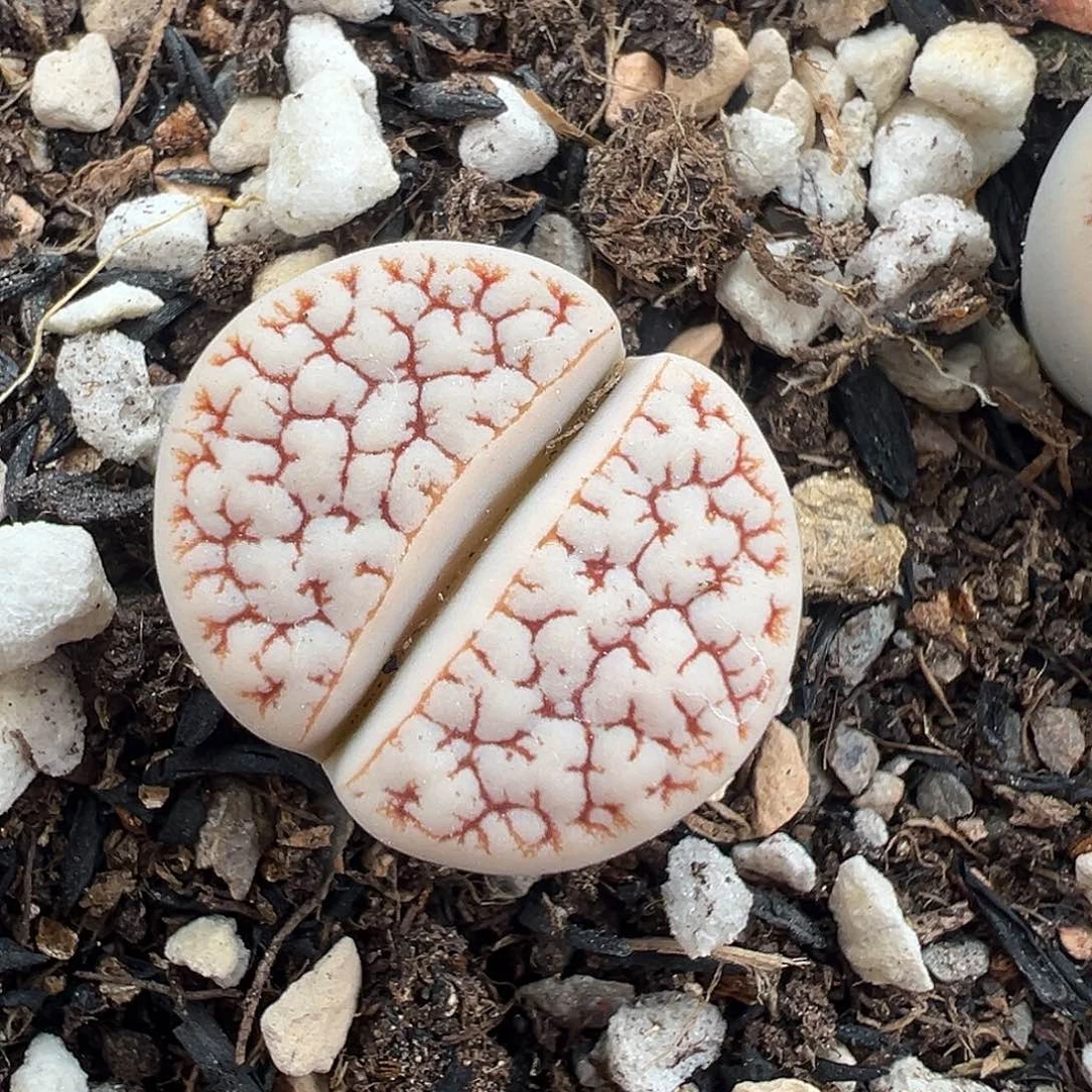 3103下播福利韩版189中花