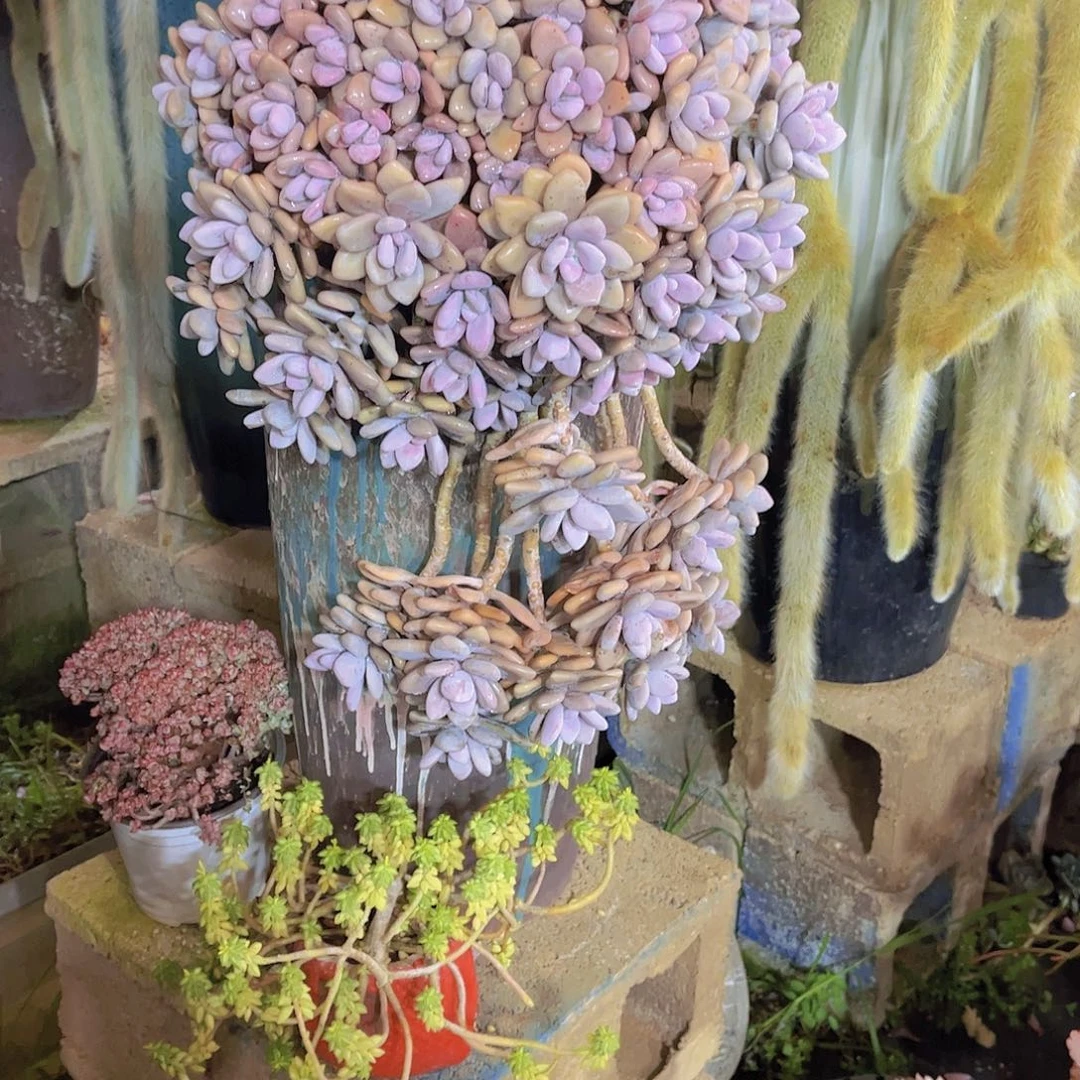 决多肉植物保护研究所