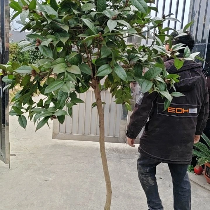 茶花棒棒糖优惠多多