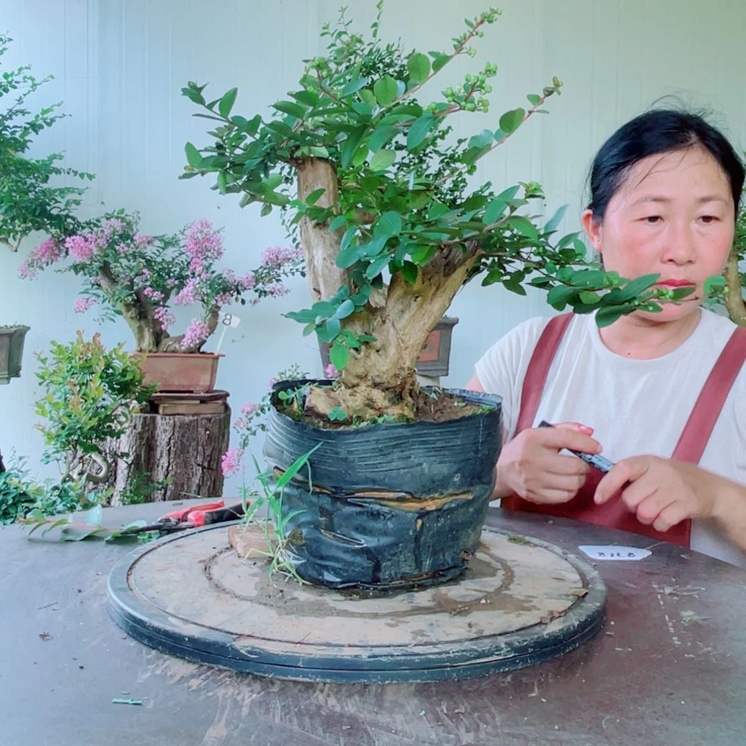 当前无花栽培后可以开花
