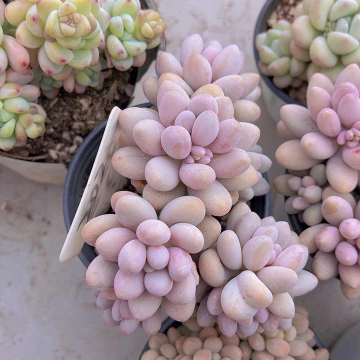 健健康康平平安安