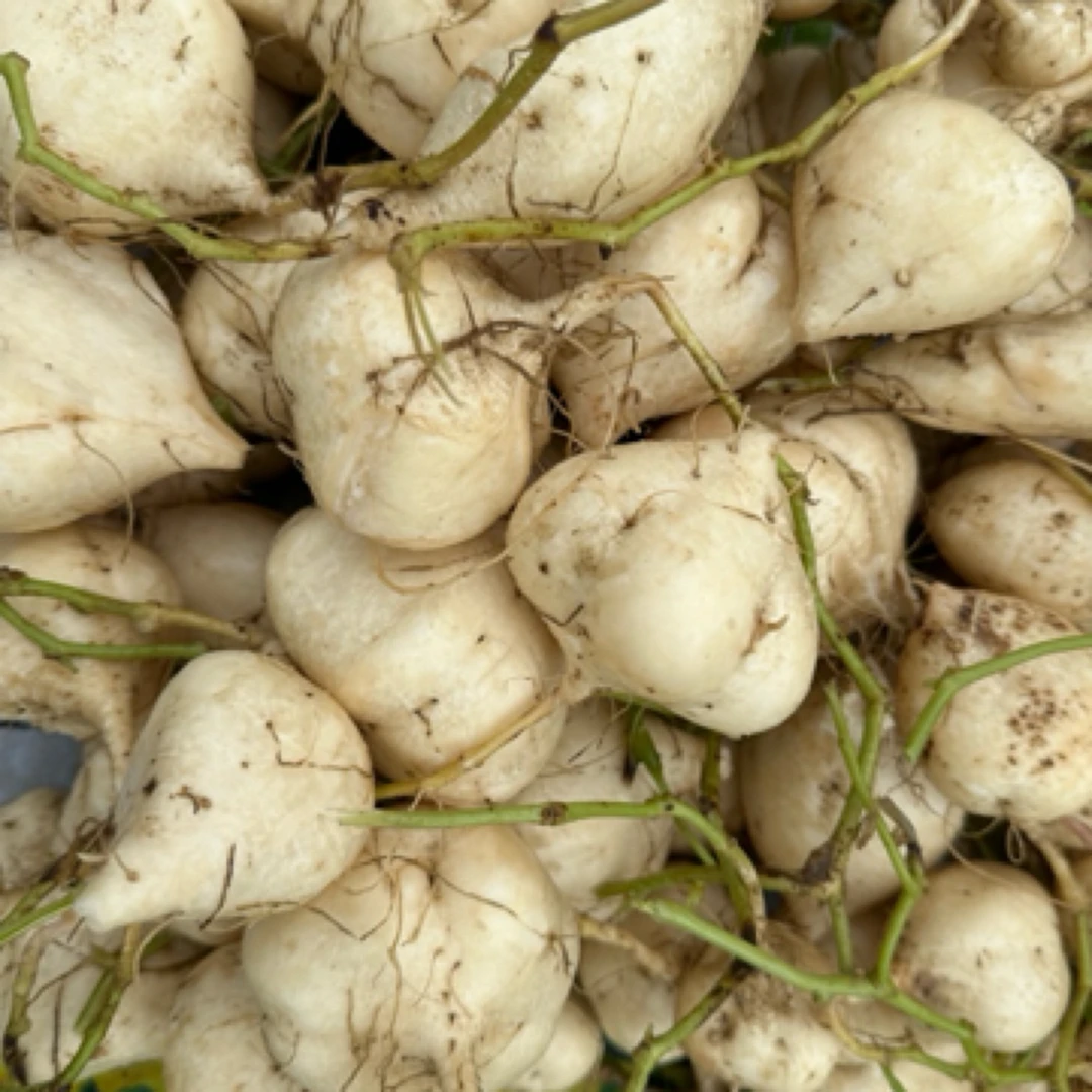 【顺丰包邮】湖南邵阳新鲜现挖凉薯农家自种