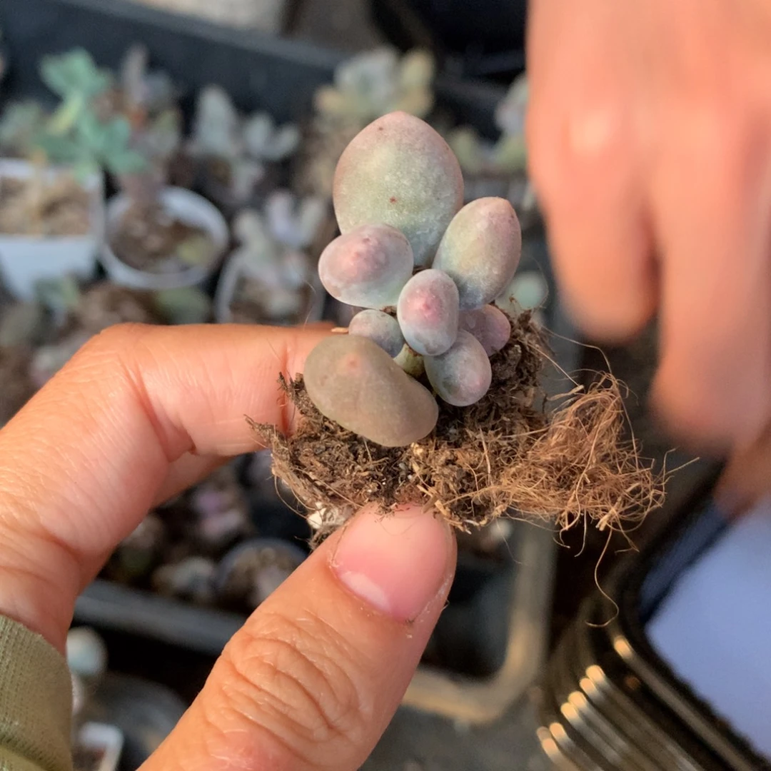 米可奶还好哈哈哈