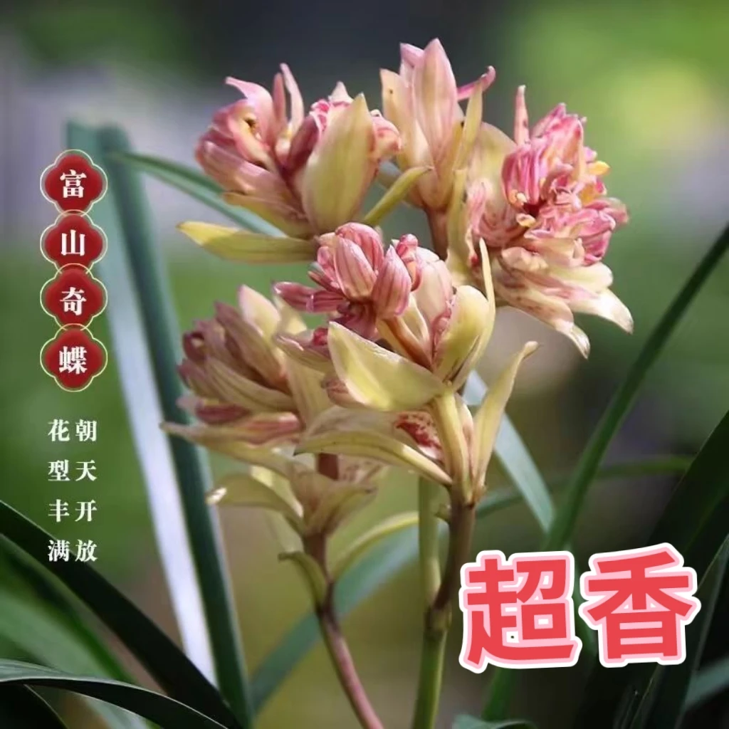 兰花苗浓香奇花建兰富山奇碟室内花苞客厅好养盆栽兰花专用植料