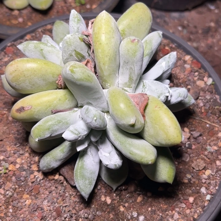 一物一拍拇指2918