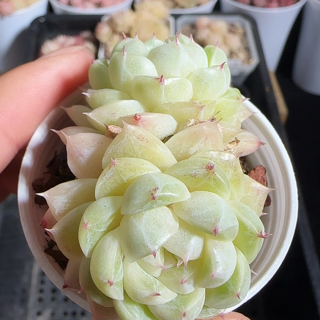 多肉1218-181小魔仙