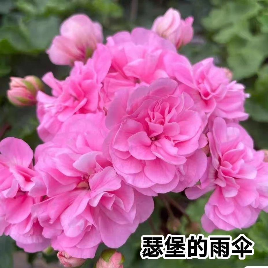 俄系新品半兽天竺葵瑟堡的雨伞重瓣大花球品种，终身包对版