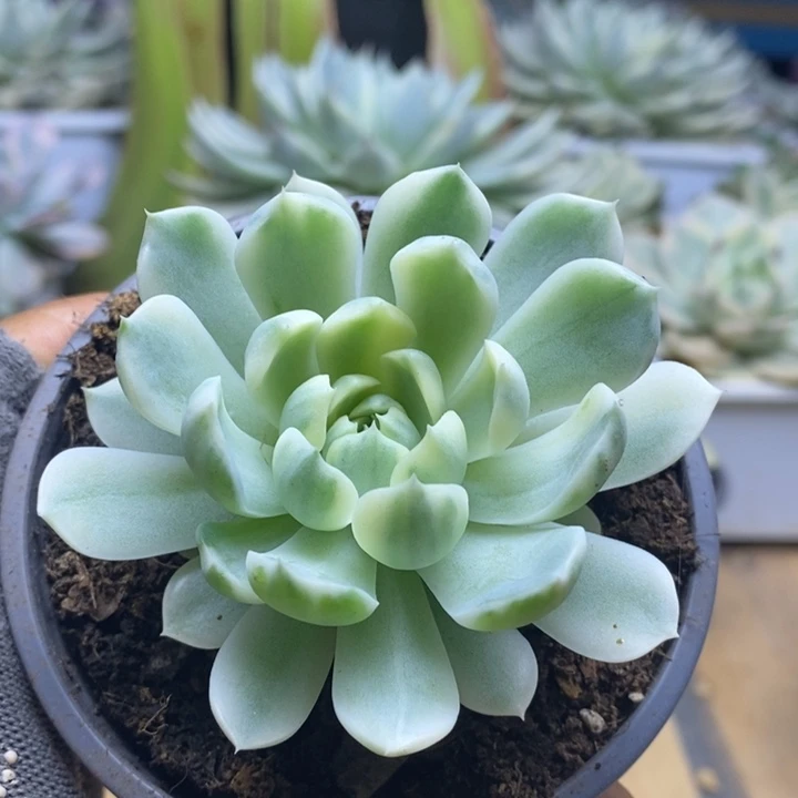 024月影精灵锦锦锦锦锦锦