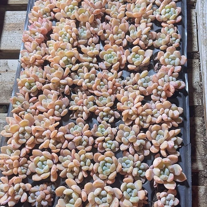 直播福利一物一拍572