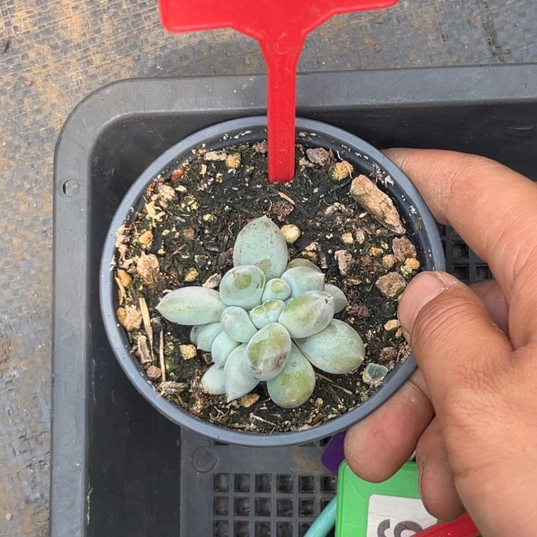 多肉植物哥特301
