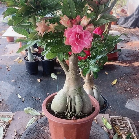 【闪购商品】无花朵岁****生