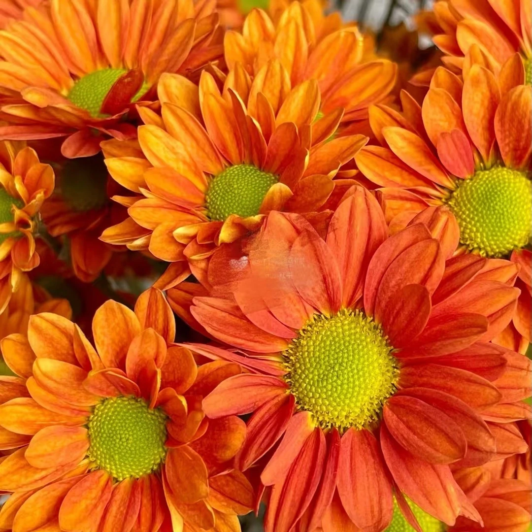 【菊花自由】菊花盆栽花卉