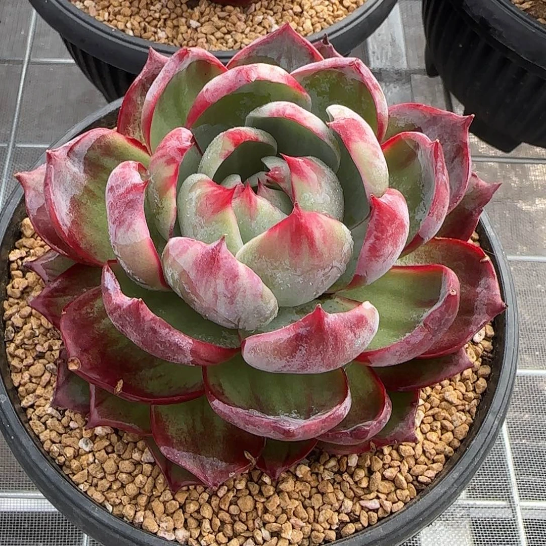 从前慢花园精选惊鸿仙子