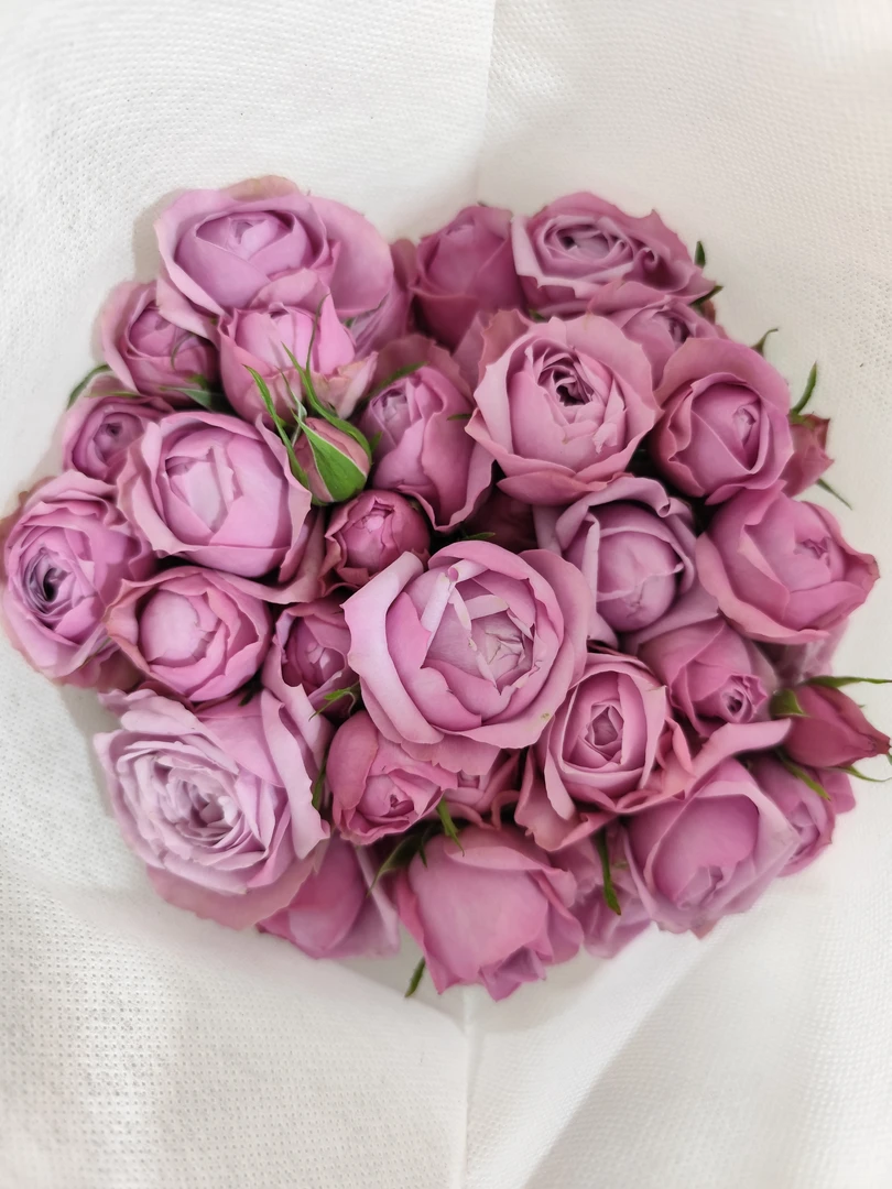 立深多头玫瑰60cm 贝拉玲珑 任意两单顺丰冷链包邮