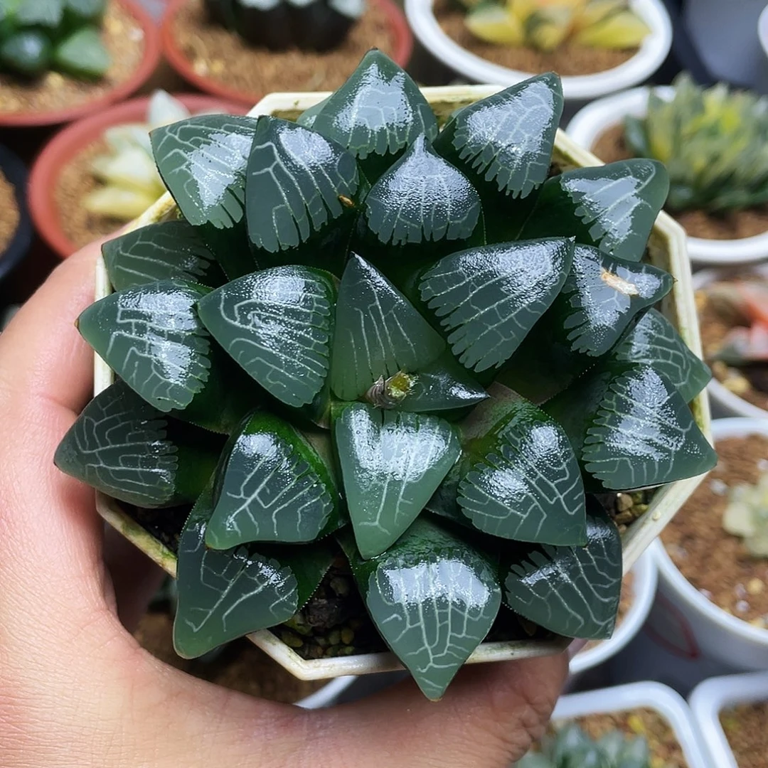 石方克母本十二卷