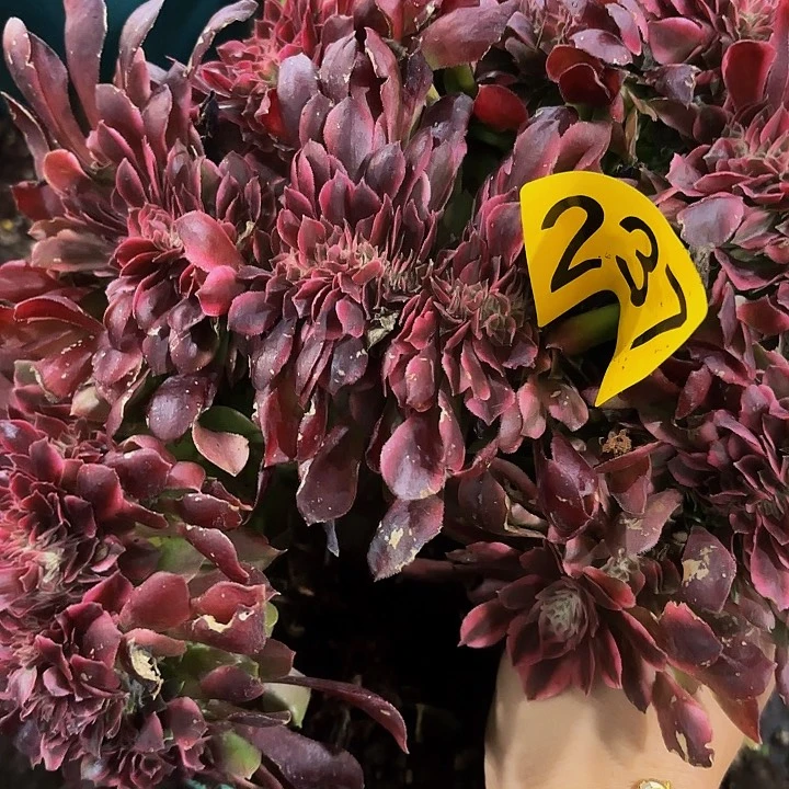 多肉植物福利活动237