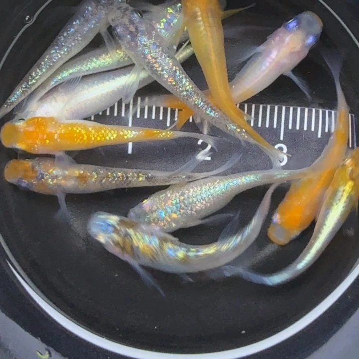 青鳉鱼混搭鱼16号