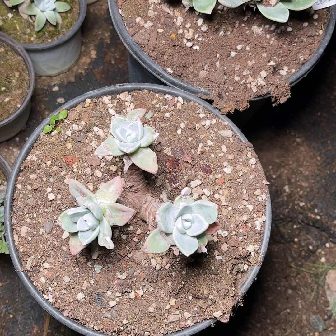 2391泡芙仙女杯多肉