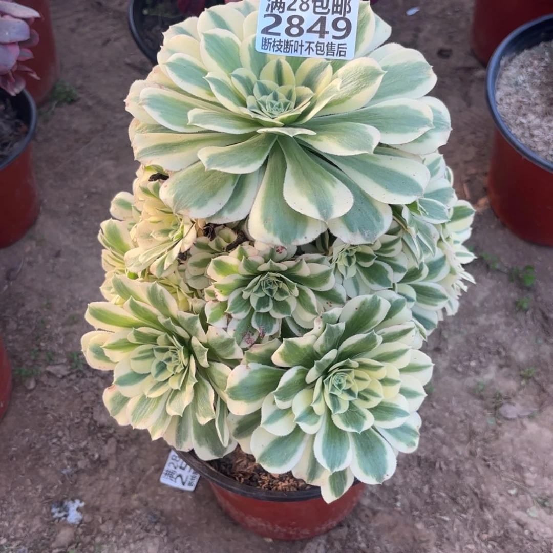 M. 2849迈巴赫多肉，cade