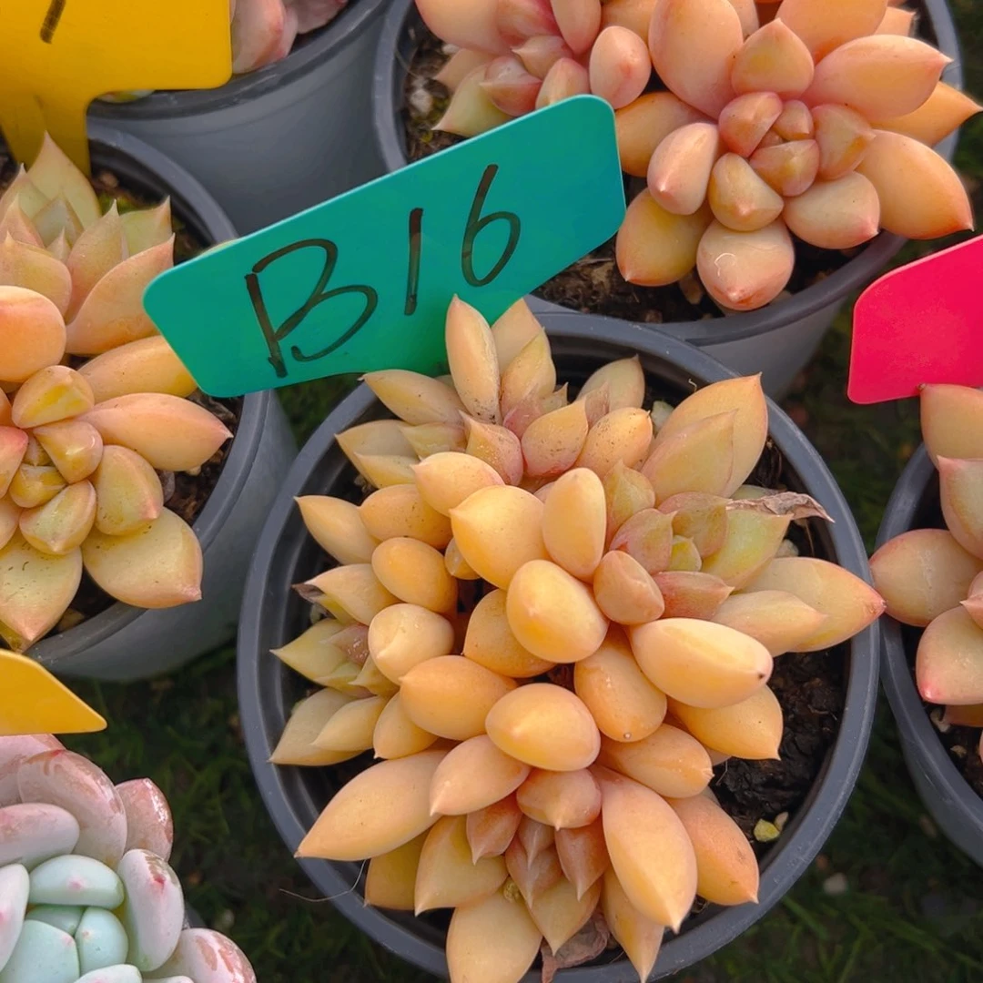 福利来啦来了打脸了