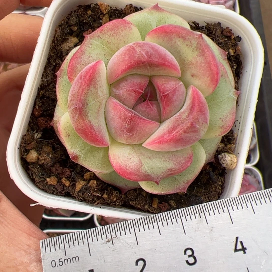 杳*005 多肉植物组合盆栽