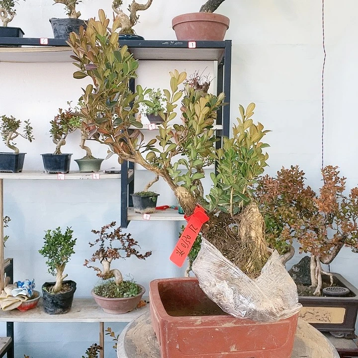 无花朵黄杨武花朵