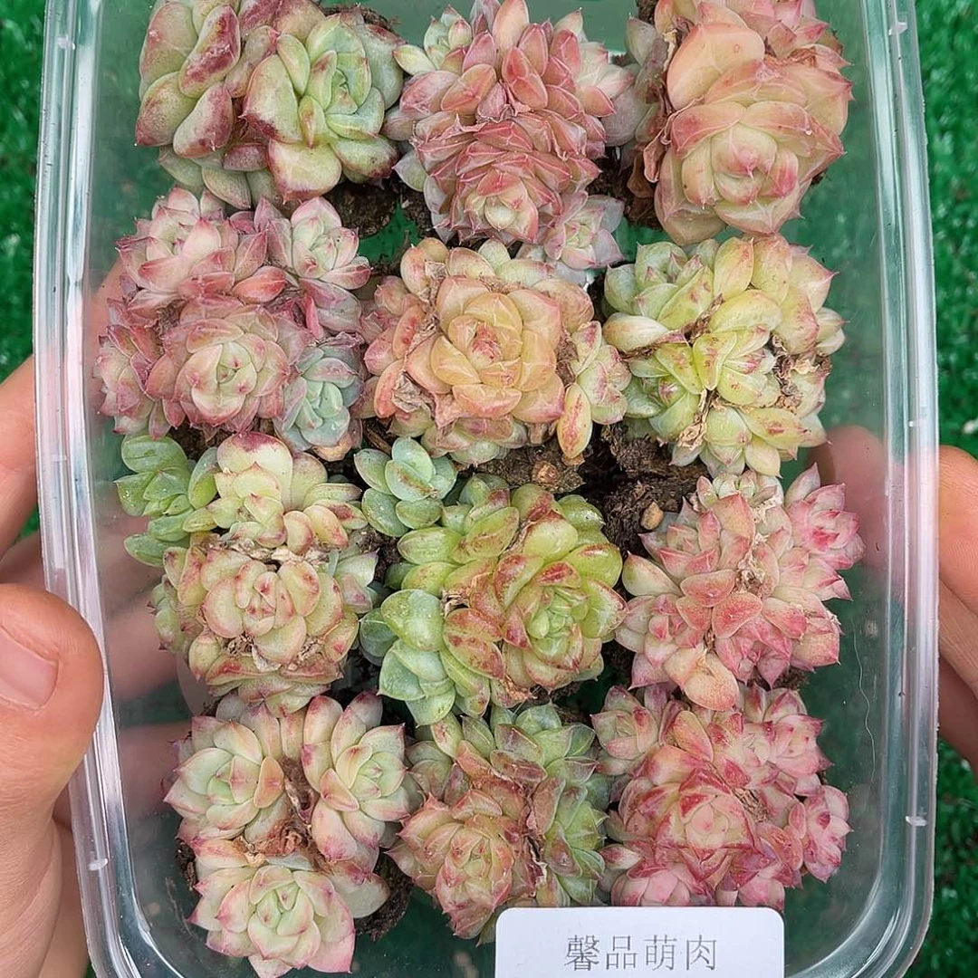 多肉杂交一物一拍1-12