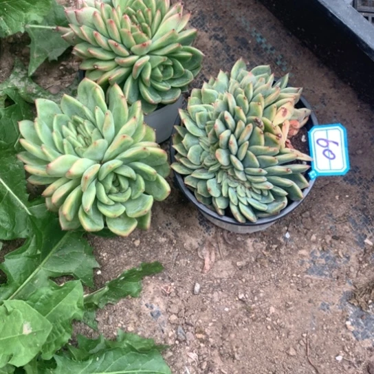 闹***绪一物一拍三盆肉60