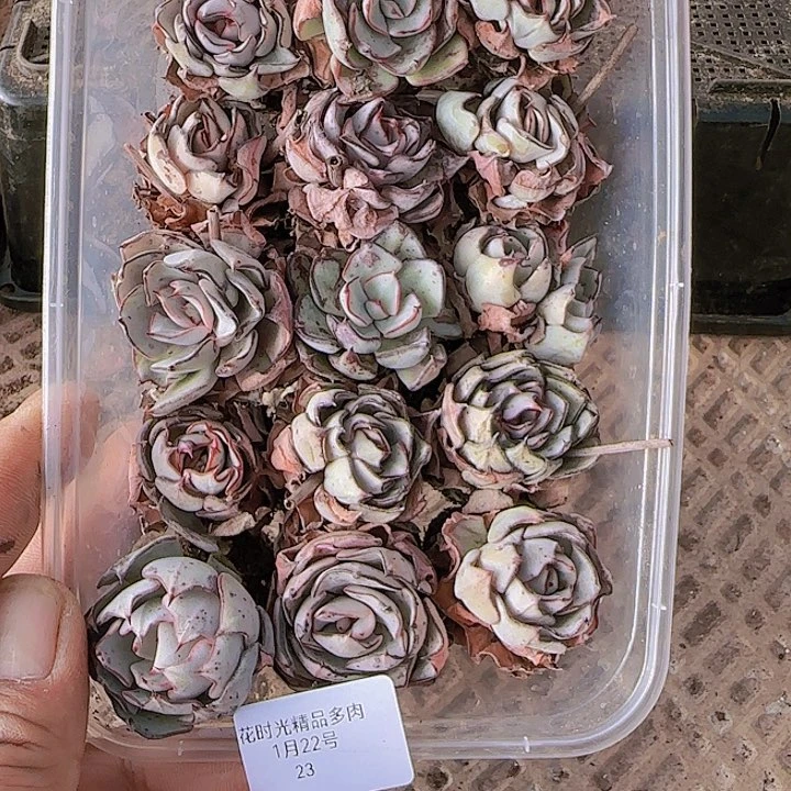 花时光精品多肉23