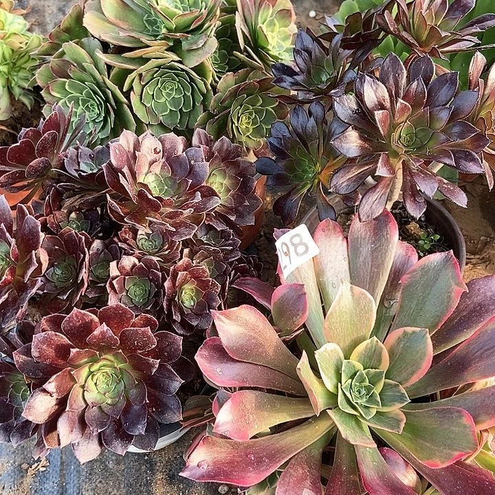 四科特价包邮多肉298