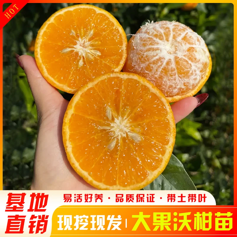 沃柑橘子苗/裸根/杯苗嫁接柑橘苗现挖现发易成活桔子全球爸爸