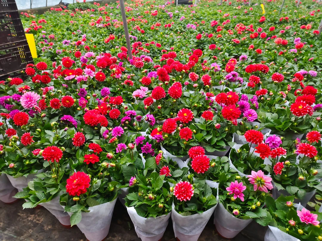 大花小丽花精品花卉 看标号下单 盆栽 地栽 好养