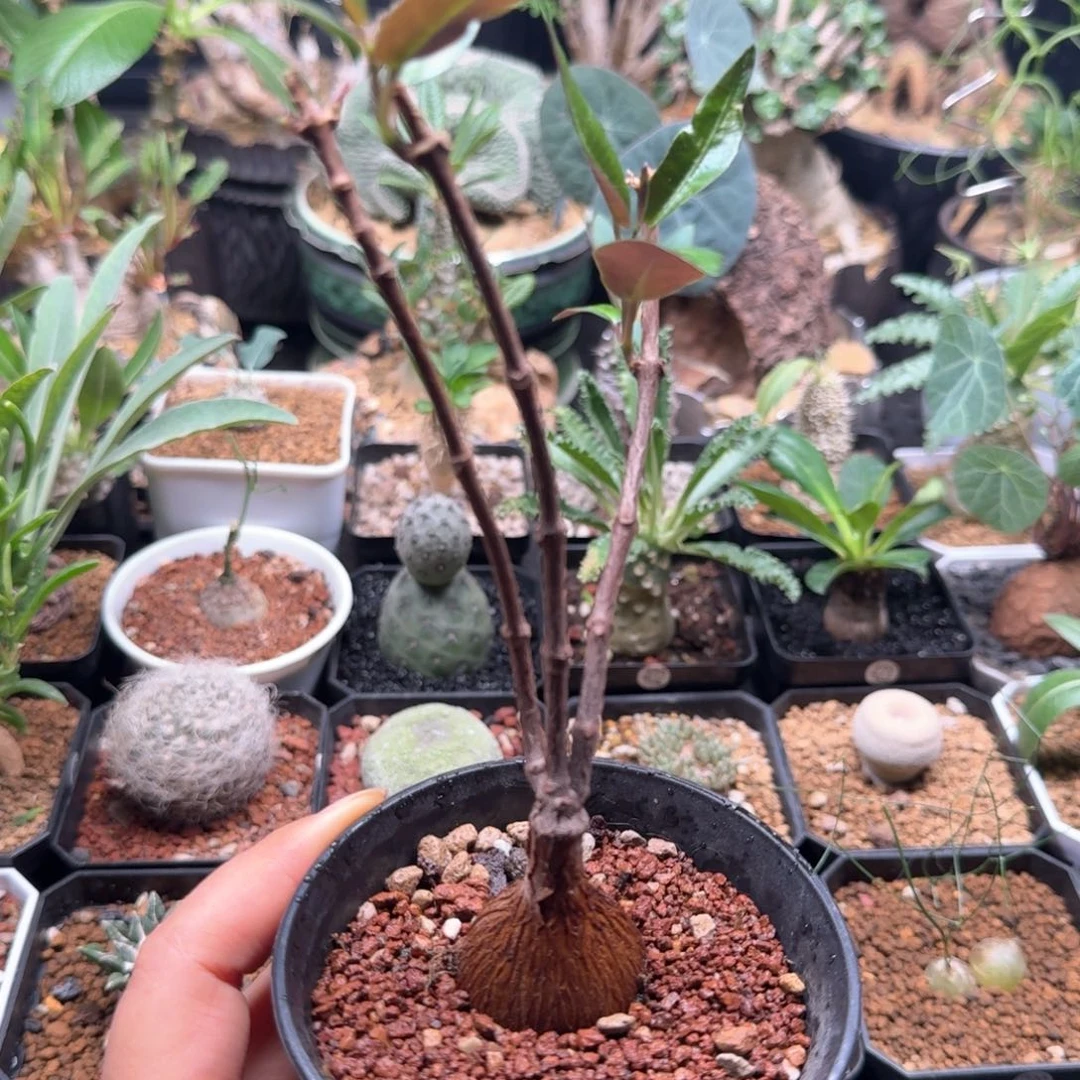 紫背萝藦 364 仙人球