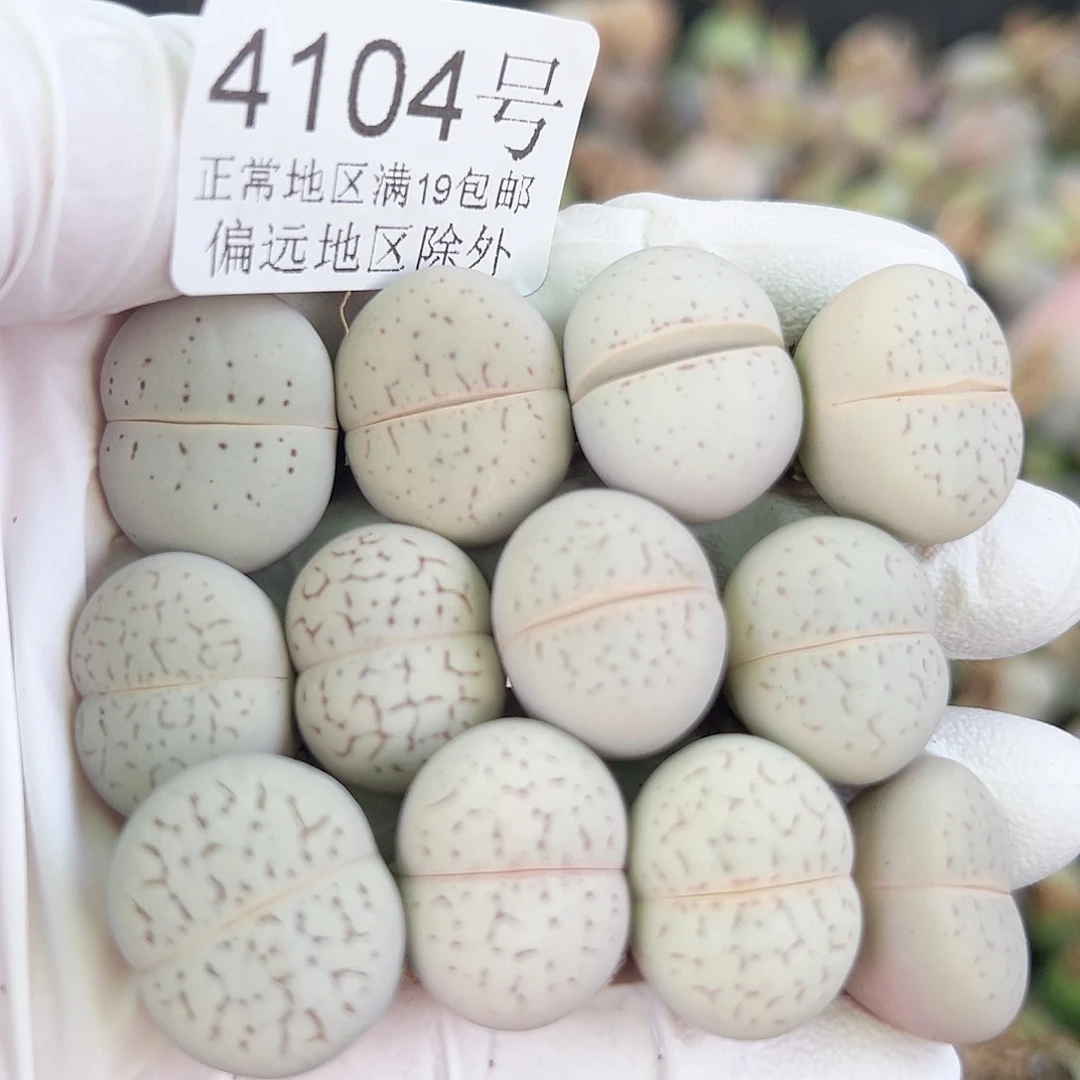 4104四年大白12个1.5-2cm