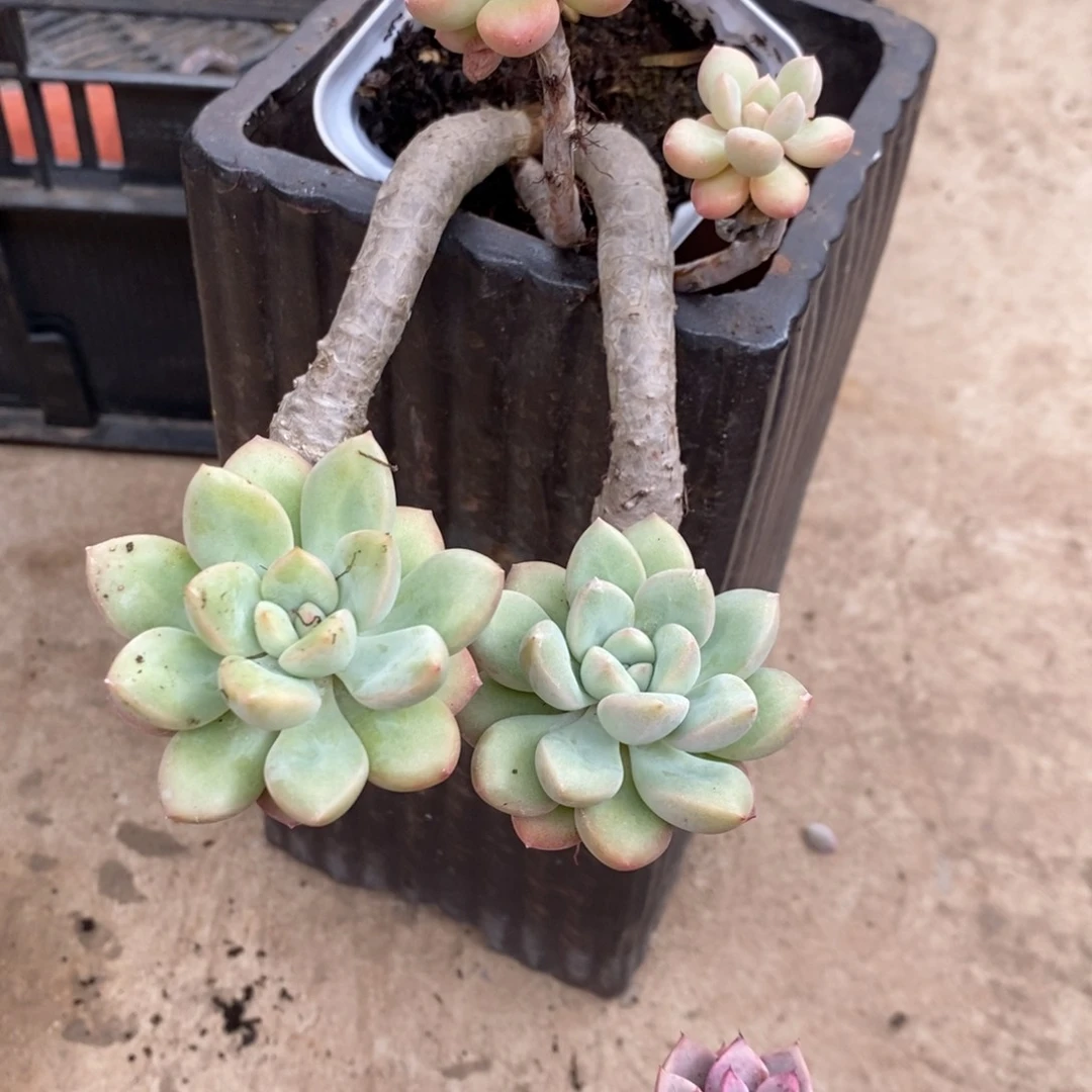 玻*猫小七夕多肉冰清玉洁锦52