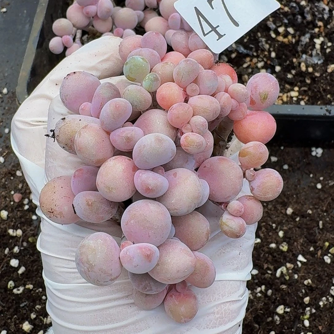 多肉植物多肉植物47